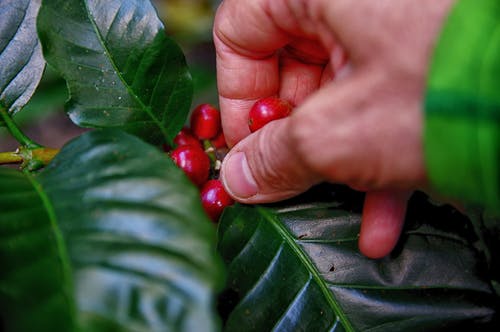 Ripe coffee cherries being picked by hand on a plantation