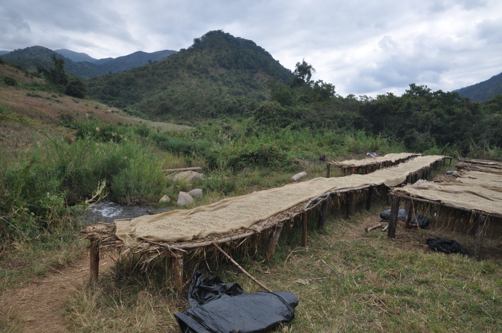 Coffee beans drying in the sun on raised beds in the hills