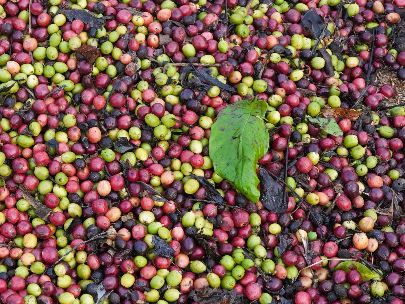 A pile of freshly harvested ripe coffee cherries