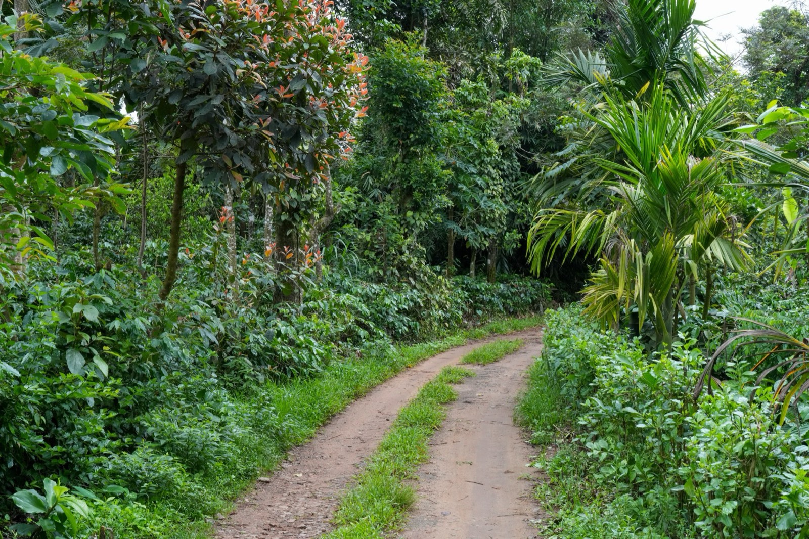 A shaded path running through a lush coffee estate in Coorg, Karnataka